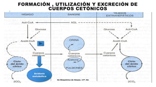FORMACIÓN , UTILIZACIÓN Y EXCRECIÓN DE
CUERPOS CETÓNICOS
Acidosis
metabólica
 