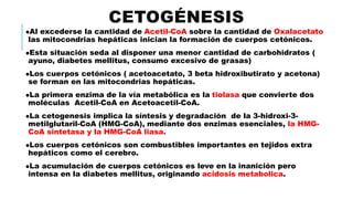 CETOGÉNESIS
Al excederse la cantidad de Acetil-CoA sobre la cantidad de Oxalacetato
las mitocondrias hepáticas inician la formación de cuerpos cetónicos.
Esta situación seda al disponer una menor cantidad de carbohidratos (
ayuno, diabetes mellitus, consumo excesivo de grasas)
Los cuerpos cetónicos ( acetoacetato, 3 beta hidroxibutirato y acetona)
se forman en las mitocondrias hepáticas.
La primera enzima de la vía metabólica es la tiolasa que convierte dos
moléculas Acetil-CoA en Acetoacetil-CoA.
La cetogenesis implica la síntesis y degradación de la 3-hidroxi-3-
metilglutaril-CoA (HMG-CoA), mediante dos enzimas esenciales, la HMG-
CoA sintetasa y la HMG-CoA liasa.
Los cuerpos cetónicos son combustibles importantes en tejidos extra
hepáticos como el cerebro.
La acumulación de cuerpos cetónicos es leve en la inanición pero
intensa en la diabetes mellitus, originando acidosis metabolica.
 