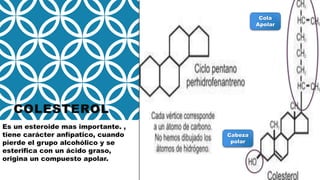 COLESTEROL
Es un esteroide mas importante. ,
tiene carácter anfípatico, cuando
pierde el grupo alcohólico y se
esterifica con un ácido graso,
origina un compuesto apolar.
Cabeza
polar
Cola
Apolar
 