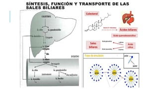 SÍNTESIS, FUNCIÓN Y TRANSPORTE DE LAS
SALES BILIARES
 