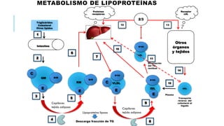 METABOLISMO DE LIPOPROTEÍNAS
Triglicéridos
Colesterol
Otros lípidos
Intestino
QM
E
B48
C
Capilares
tejido adiposo
Lipoproteína lipasa
RM
E
B48
VLDL
E
B100
C
IDL
E
B100
LDL
B100
Otros
órganos
y tejidos
HDL
Plasma
Receptor
LDL
Proteínas
receptoras
Transporte
reverso del
colesterol al
hígado
1
15
14
13
10
9
3
5
4
6
8
7
11
12
2
2/3
Descarga fracción de TG
Eliminación
del TG
residual
Capilares
tejido adiposo
 