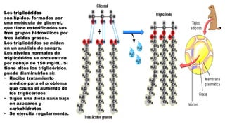 Los triglicéridos
son lípidos, formados por
una molécula de glicerol,
que tiene esterificados sus
tres grupos hidroxílicos por
tres ácidos grasos.
Los triglicéridos se miden
en un análisis de sangre.
Los niveles normales de
triglicéridos se encuentran
por debajo de 150 mg/dL. Si
tiene altos los triglicéridos,
puede disminuirlos si:
• Recibe tratamiento
médico para el problema
que causa el aumento de
los triglicéridos
• Sigue una dieta sana baja
en azúcares y
carbohidratos
• Se ejercita regularmente.
 