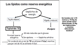 Un hombre de 1,70
metros y 70 Kg de
peso puede tener
almacenado 15 Kg
de triglicéridos.
¿ cuantas
kilocalorías
tendría?
 