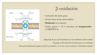 ◦ Activación del ácido graso
◦ Ocurre fuera de las mitocondrias
◦ Oxidación en el interior
◦ Ácidos grasos > 10 C necesitan un transportador
(CARNITINA)
Depende de una acil-transferasa en la membrana mitocondrial
El grupo acilo del acil-coenzima pasa a la carnitina
Otra acil transferasa le quita el acil a la carnitina y se lo da a una coenzima A intramitocondrial
β-oxidación
 