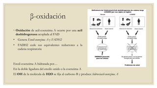 ◦ Oxidación de acil-coenzima A ocurre por una acil
deshidrogenasa acoplada al FAD
• Genera Enoil-coenzima A y FADH2
• FADH2 cede sus equivalentes reductores a la
cadena respiratoria
Enoil-coenzima A hidratada por…
En la doble ligadura del enoilo unido a la coenzima A
El OH de la molécula de H2O se fija al carbono B y produce hidroxiacil-coenzima A
β-oxidación
 