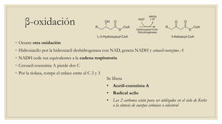 ◦ Ocurre otra oxidación
◦ Hidroxiacilo por la hidroxiacil deshidrogenasa con NAD, genera NADH y cetoacil-coenzima A
◦ NADH cede sus equivalentes a la cadena respiratoria
◦ Cetoacil-coenzima A pierde dos C
◦ Por la tiolasa, rompe el enlace entre el C 2 y 3
Se libera
• Acetil-coenzima A
• Radical acilo
• Los 2 carbonos están para ser utilizados en el ciclo de Krebs
o la síntesis de cuerpos cetónicos o colesterol
β-oxidación
 