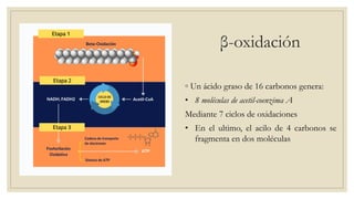 ◦ Un ácido graso de 16 carbonos genera:
• 8 moléculas de acetil-coenzima A
Mediante 7 ciclos de oxidaciones
• En el ultimo, el acilo de 4 carbonos se
fragmenta en dos moléculas
β-oxidación
 