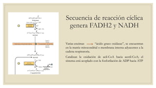 Secuencia de reacción cíclica
genera FADH2 y NADH
Varias enzimas “ácido graso oxidasas”, se encuentran
en la matriz mitocondrial o membrana interna adyacentes a la
cadena respiratoria.
Catalizan la oxidación de acil-CoA hacia acetil-CoA; el
sistema está acoplado con la fosforilación de ADP hacia ATP
 