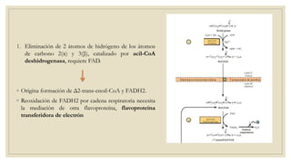 1. Eliminación de 2 átomos de hidrógeno de los átomos
de carbono 2(α) y 3(β), catalizado por acil-CoA
deshidrogenasa, requiere FAD.
◦ Origina formación de Δ2-trans-enoil-CoA y FADH2.
◦ Reoxidación de FADH2 por cadena respiratoria necesita
la mediación de otra flavoproteína, flavoproteína
transferidora de electrón
 