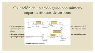 Oxidación de un ácido graso con número
impar de átomos de carbono
◦ Se oxidan por medio de β-oxidación produce acetil-CoA, hasta que queda un residuo de 3
carbonos (pro-pionil-CoA) se convierte en succinil-CoA, constituyente del ciclo del ácido
cítrico
◦ Residuo propionilo de un ácido graso de cadena impar es la única parte de un ácido graso
que es glucogénica.
 