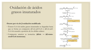 Oxidación de ácidos
grasos insaturados
Ocurre por vía de β-oxidación modificada
◦ Ésteres CoA de ácidos grasos insaturados se degradan hasta
que se forma un compuesto Δ3-cis-acil-CoA o Δ4-cis-acil-
CoA de acuerdo a posición de los dobles enlaces
◦ Compuesto anterior se isomeriza (Δ3cis → Δ2-trans-
enoil-CoA isomerasa)
 