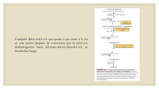 Cualquier Δ4cis-acil-CoA que quede o que entre a la vía
en este punto después de conversión por la acil-CoA
deshidrogenasa hacia Δ2-trans-Δ4-cis-dienoil-CoA, se
metaboliza luego.
 