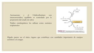 Acetoacetato y el 3-hidroxibutirato son
interconvertidos; equilibrio es controlado por la
proporción del estado de redox
Tejidos extrahepáticos los utilizan como sustratos
respiratorios
Hígado parece ser el único órgano que contribuye con cantidades importantes de cuerpos
cetónicos a la sangre.
 