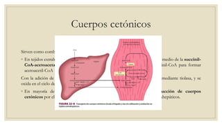 Cuerpos cetónicos
Sirven como combustible para tejidos extrahepáticos
◦ En tejidos extrahepáticos, el acetoacetato se activa haciaacetoacetil-CoA por medio de la succinil-
CoA-acetoacetato CoA transferasa. La CoA se transfiere desde la succinil-CoA para formar
acetoacetil-CoA
Con la adición de una CoA, la acetoacetil-CoA se divide en dos acetil-CoA mediante tiolasa, y se
oxida en el ciclo del ácido cítrico
◦ En mayoría de casos cetonemia se debe a incremento de producción de cuerpos
cetónicos por el hígado más que a deficiencia de utilización por tejidos extrahepáticos.
 
