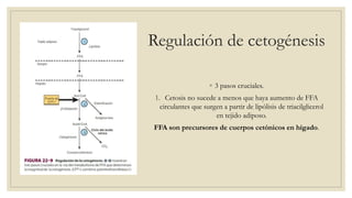 Regulación de cetogénesis
◦ 3 pasos cruciales.
1. Cetosis no sucede a menos que haya aumento de FFA
circulantes que surgen a partir de lipólisis de triacilglicerol
en tejido adiposo.
FFA son precursores de cuerpos cetónicos en hígado.
 