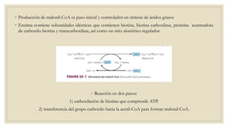 ◦ Producción de malonil-CoA es paso inicial y controlador en síntesis de ácidos grasos
◦ Enzima contiene subunidades idénticas que contienen biotina, biotina carboxilasa, proteína acarreadora
de carboxilo biotina y transcarboxilasa, así como un sitio alostérico regulador.
◦ Reacción en dos pasos:
1) carboxilación de biotina que comprende ATP.
2) transferencia del grupo carboxilo hacia la acetil-CoA para formar malonil-CoA.
 