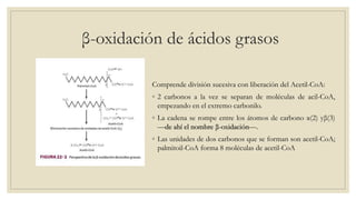 β-oxidación de ácidos grasos
Comprende división sucesiva con liberación del Acetil-CoA:
◦ 2 carbonos a la vez se separan de moléculas de acil-CoA,
empezando en el extremo carbonilo.
◦ La cadena se rompe entre los átomos de carbono α(2) yβ(3)
—de ahí el nombre β-oxidación—.
◦ Las unidades de dos carbonos que se forman son acetil-CoA;
palmitoil-CoA forma 8 moléculas de acetil-CoA
 