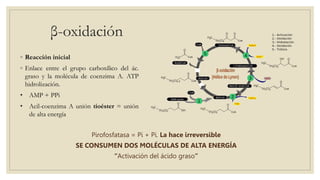β-oxidación
◦ Reacción inicial
◦ Enlace entre el grupo carboxílico del ác.
graso y la molécula de coenzima A. ATP
hidrolización.
• AMP + PPi
• Acil-coenzima A unión tioéster = unión
de alta energía
Pirofosfatasa = Pi + Pi. La hace irreversible
SE CONSUMEN DOS MOLÉCULAS DE ALTA ENERGÍA
“Activación del ácido graso”
 