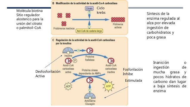 Más en metabolismo de hidratos de carbono
