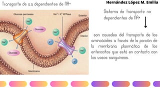 Hernández López M. Emilia
Transporte de a.a dependientes de NA+
Sistema de transporte no
dependientes de NA+
k
son causales del transporte de los
aminoácidos a través de la porción de
la membrana plasmática de los
enterocitos que está en contacto con
los vasos sanguíneos.
 