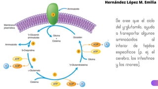 Se cree que el ciclo
del y-glutamilo, ayuda
a transportar algunos
aminoácidos al
interior de tejidos
específicos (p. ej. el
cerebro, los intestinos
y los rinones).
Hernández López M. Emilia
k
 