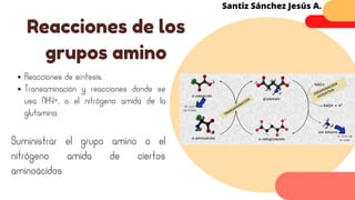 Reacciones de síntesis.
Transaminación y reacciones donde se
usa NH4+, o el nitrógeno amida de la
glutamina
Suministrar el grupo amino o el
nitrógeno amida de ciertos
aminoácidos
Reacciones de los
grupos amino
Santiz Sánchez Jesús A.
 