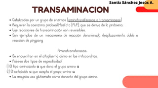Catalizadas por un grupo de enzimas (aminotransferasas o transaminasas)
Requieren la coenzima piridoxal­
5′­
fosfato (PLP), que se deriva de la piridoxina.
Las reacciones de transaminación son reversibles.
Son ejemplos de un mecanismo de reacción denominado desplazamiento doble o
reacción de ping­
pong
Aminotransferasas:
Se encuentran en el citoplasma como en las mitocondrias.
Poseen dos tipos de especificidad:
La mayoría usa glutamato como donante del grupo amino.
1) El tipo aminoácido α que dona el grupo amino α
2) El cetoácido α que acepta el grupo amino α.
TRANSAMINACION
Santiz Sánchez Jesús A.
 