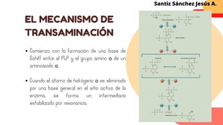 Comienza con la formación de una base de
Schiff entre el PLP y el grupo amino α de un
aminoácido α.
Cuando el átomo de hidrógeno α es eliminado
por una base general en el sitio activo de la
enzima, se forma un intermediario
estabilizado por resonancia.
EL MECANISMO DE
TRANSAMINACIÓN
Santiz Sánchez Jesús A.
 
