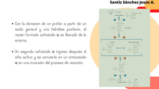 Con la donación de un protón a partir de un
ácido general y una hidrólisis posterior, el
recién formado cetoácido α es liberado de la
enzima.
Un segundo cetoácido α ingresa después al
sitio activo y se convierte en un aminoácido
α en una inversión del proceso de reacción.
Santiz Sánchez Jesús A.
 