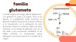 La familia del glutamato incluye, además del glutamato ,
a la glutamina, la prolina y la arginina. Como se ha
descrito, el a-cetoglutarato puede convertirse en
glutamato mediante reacciones de aminación reductora
y de transaminación con la participación de varios
aminoácidos. Aunque la contribución relativa de estas
reacciones con la síntesis de glutamato varía con el
tipo celular y las circunstancias metabólicas, en las
células eucariotas la transaminación parece
desempeñar una función esencial en la síntesis de la
mayoría
familia
glutamato
 