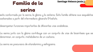 esta conformada por la serina, la glicina y la cisteína, Esta familia obtiene sus esqueletos
carbonados a partir del intermediario glicerato-3-fosfato.
desempeñan funciones importantes de diferentes vías anabólicas.
La serina junto con la glicina contribuye con un conjunto de vías de biosíntesis que se
denominan, en conjunto, metabolismo de un carbono.
La serina es precursora de etanolamina y esfingosina.
Familia de la
serina
Santiago Velasco Jesús J.
 