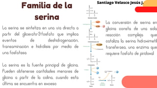 Familia de la
serina
Santiago Velasco Jesús J.
La serina se sintetiza en una vía directa a
partir del glicerato-3-fosfato que implica
eventos de deshidrogenación,
transaminación e hidrólisis por medio de
una fosfatasa
La serina es la fuente principal de glicina.
Pueden obtenerse cantidades menores de
glicina a partir de la colina, cuando esta
última se encuentra en exceso
La conversión de serina en
glicina consta de una sola
reacción compleja que
cataliza la serina hidroximetil
transferasa, una enzima que
requiere fosfato de piridoxal
 