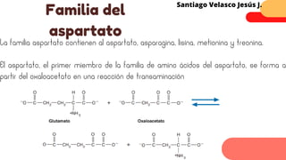 La familia aspartato contienen al aspartato, asparagina, lisina, metionina y treonina.
El aspartato, el primer miembro de la familia de amino ácidos del aspartato, se forma a
partir del oxaloacetato en una reacción de transaminación
Santiago Velasco Jesús J.
Familia del
aspartato
 