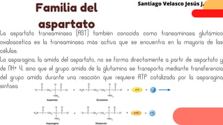 La aspartato transaminasa (AST) también conocida como transaminasa glutámico
oxaloacetíca es la transaminasa más activa que se encuentra en la mayoría de las
células.
La asparagina, la amida del aspartato, no se forma directamente a partir de aspartato y
de NH+ 4, sino que el grupo amida de la glutamina se transporta mediante transferencia
del grupo amida durante una reacción que requiere ATP catalizada por la asparagina
sintasa
Familia del
aspartato
Santiago Velasco Jesús J.
 