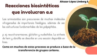 Los aminoácidos son precursores de muchas moléculas
nitrogenadas de importancia fisiológica, además de ser
las estructuras fundamentales de los polipéptidos.
p. ej; neurotransmisores, glutatión y nucleótidos. La síntesis
de hem y clorofila se describe en una sección disponible en
línea.
Reacciones biosintéticas
que involucran a.a
Altuzar López Limberg E.
Como en muchos de estos procesos se produce a base de la
transferencia de grupos carbono.
 