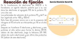 García Dionicio Karol M.
Reacción de fijación
Es la transferencia de electrones de NAD(P)H a la
ferredoxina, un agente reductor potente que a su vez
dona los electrones al agregado FES de la proteína FE,
uno a las vez.
Los potenciales de reducción de la proteína FE y del P se
han registrado entre -400 y -300mV .
Esta fase del proceso ocurre con o sin la presencia del
nitrógeno el N2 entrante se intercambia por H2 en el sitio
activo.
Después se transfieren 6 electrones y electrones y seis
protones al sitio activo para formar la diimina (HN-NH,
adición de dos electrones, luego la hidracina (HN NH2,
adición de cuatro electrones), y por último dos productos
NH, (adición de seis electrones).
 