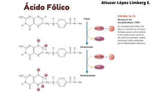 Ácido Fólico
Altuzar López Limberg E.
 