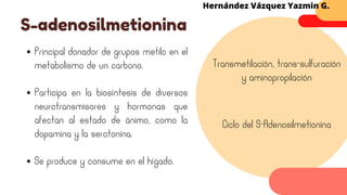 Principal donador de grupos metilo en el
metabolismo de un carbono.
S-adenosilmetionina
Hernández Vázquez Yazmin G.
Transmetilación, trans-sulfuración
y aminopropilación
Participa en la biosíntesis de diversos
neurotransmisores y hormonas que
afectan al estado de ánimo, como la
dopamina y la serotonina.
Se produce y consume en el hígado.
Ciclo del S-Adenosilmetionina
 