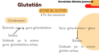 Glutatión
Hernández Méndez Joanna M.
Por dos reacciones
SÍNTESIS DEL GLUTATIÓN
Condensación
1.
Glutamato gama glutamilcisteína
Cisteína
Catalizada por la enzima
gama- glutamilcisteína sintasa
Gama- glutamilcisteína + glicina
Catalizada por la enzima
glutatión sintasa
Glutatión
 