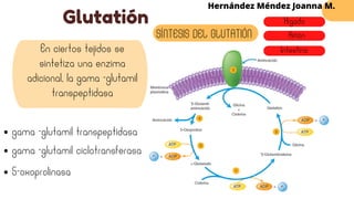 Glutatión
Hernández Méndez Joanna M.
SÍNTESIS DEL GLUTATIÓN
En ciertos tejidos se
sintetiza una enzima
adicional, la gama -glutamil
transpeptidasa
gama -glutamil transpeptidasa
gama -glutamil ciclotransferasa
Hígado
Riñón
Intestino
5-oxoprolinasa
 