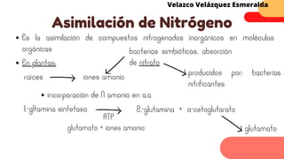 Es la asimilación de compuestos nitrogenados inorgánicos en moléculas
orgánicas
Asimilación de Nitrógeno
Velazco Velázquez Esmeralda
En plantas:
raíces iones amonio
bacterias simbióticas, absorción
de nitrato
producidos por: bacterias
nitrificantes
incorporación de N amonio en a.a
1.-gltamina sintetasa
ATP
glutamato + iones amonio
2.-glutamina + a-cetoglutarato
glutamato
 