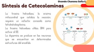 La tirosina hidroxilasa, la enzima
mitocondrial que cataliza la reacción,
requiere un cofactor conocido como
tetrahidrobiopterina.
La tirosina hidroxilasa utiliza BH4 para
activar al O2.
La dopamina se produce en las neuronas
que se encuentran en determinadas
estructuras del encéfalo.
Síntesis de Catecolaminas
Ovando Chanona Sofía E.
 