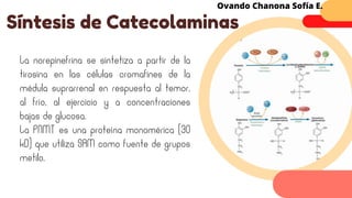 La norepinefrina se sintetiza a partir de la
tirosina en las células cromafines de la
médula suprarrenal en respuesta al temor,
al frío, al ejercicio y a concentraciones
bajas de glucosa.
La PNMT es una proteína monomérica (30
kD) que utiliza SAM como fuente de grupos
metilo.
Síntesis de Catecolaminas
Ovando Chanona Sofía E.
 