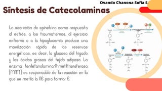 La secreción de epinefrina como respuesta
al estrés, a los traumatismos, al ejercicio
extremo o a la hipoglucemia produce una
movilización rápida de las reservas
energéticas, es decir, la glucosa del hígado
y los ácidos grasos del tejido adiposo. La
enzima feniletanolamina-N-metiltransferasa
(PNMT) es responsable de la reacción en la
que se metila la NE para formar E.
Síntesis de Catecolaminas
Ovando Chanona Sofía E.
 