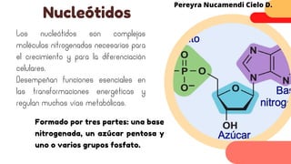 Los nucleótidos son complejas
moléculas nitrogenadas necesarias para
el crecimiento y para la diferenciación
celulares.
Desempeñan funciones esenciales en
las transformaciones energéticas y
regulan muchas vías metabólicas.
Nucleótidos
Pereyra Nucamendi Cielo D.
Formado por tres partes: una base
nitrogenada, un azúcar pentosa y
uno o varios grupos fosfato.
 