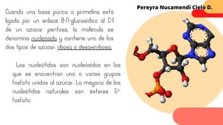 Cuando una base púrica o pirimidina está
ligada por un enlace B-N-glucosídico al C-1
de un azúcar pentosa, la molécula se
denomina nucleósido y contiene uno de los
dos tipos de azúcar: ribosa o desoxirribosa.
Los nucleótidos son nucleósidos en los
que se encuentran uno o varios grupos
fosfato unidos al azúcar. La mayoría de los
nucleótidos naturales son ésteres 5′-
fosfato.
Pereyra Nucamendi Cielo D.
 