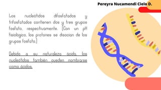 Los nucleótidos difosfatados y
trifosfatados contienen dos y tres grupos
fosfato, respectivamente. (Con un pH
fisiológico, los protones se disocian de los
grupos fosfato.)
Debido a su naturaleza ácida, los
nucleótidos también pueden nombrarse
como ácidos.
Pereyra Nucamendi Cielo D.
 
