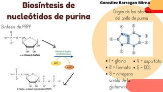 Origen de los átomos
del anillo de purina
Biosíntesis de
nucleótidos de purina
González Barragan Mirna
1 = glicina
2 = formato
3 = nitrógeno
amida de la
glutamina
4 = aspartato
5 = CO2.
Síntesis de PRPP
 