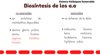 Biosíntesis de los a.a
no esenciales esenciales
se sintetizan de
metabolitos disponibles
se obtienen de la dieta
isoleucina, leucina,
lisina, metionina,
fenilalanina, treonina,
trptófano, valina
alanina, glicina, prolina,
serina, tirosina,
arginina, histidina,
tirosina
Velazco Velázquez Esmeralda
 