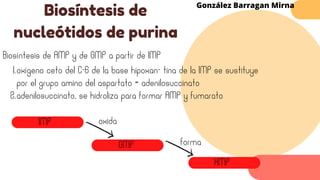 Biosíntesis de
nucleótidos de purina
González Barragan Mirna
Biosíntesis de AMP y de GMP a partir de IMP
oxígeno ceto del C-6 de la base hipoxan- tina de la IMP se sustituye
por el grupo amino del aspartato = adenilosuccinato
adenilosuccinato, se hidroliza para formar AMP y fumarato
1.
2.
oxida
IMP
GMP
XMP
forma
 